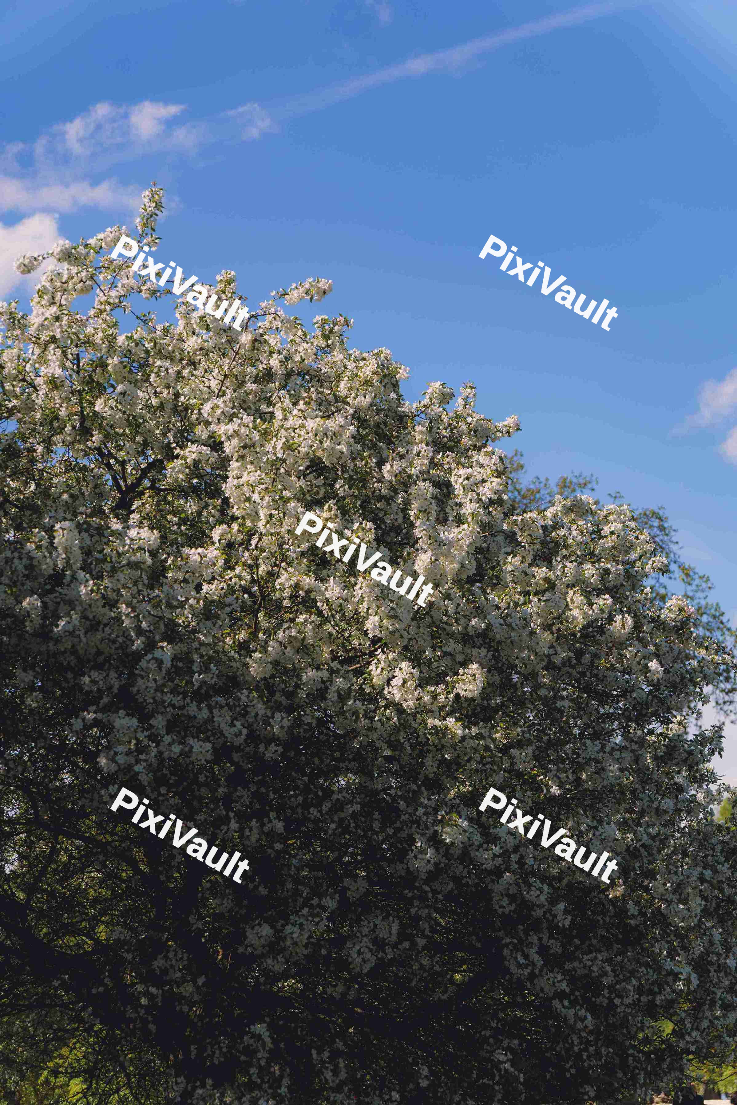 Cherry Blossom Tree (Variation)